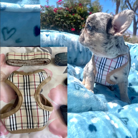 DOG HARNESS WITH MATCHING LEASH THE LV PRINT AND GUCCI PRINT IS SOLD - Picture 4 of 4